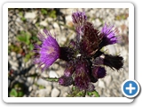 Ackerkratzdistel, 03.10.2010