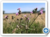 Ackerkratzdistel, 12.07.2021
