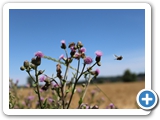 Ackerkratzdistel, 12.07.2021