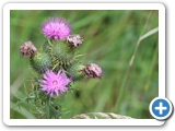 Ackerkratzdistel, 31.07.2025