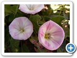 Ackerwinde, 12.06.2020