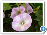 Ackerwinde, 12.06.2020