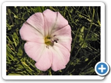 Ackerwinde, 27.06.2021