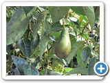 Avocado, 25.04.2008