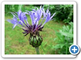 Berg-Flockenblume, 15.06.2013