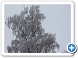 Birke, 11.01.2024