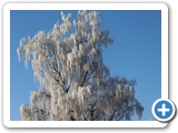 Birke, 12.01.2024