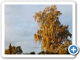Birke, 23.10.2021