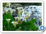 Calla, 25.04.2008