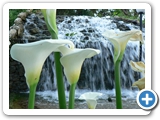 Calla, 25.04.2008