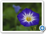 Dreifarbige Winde, 16.07.2015