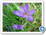 Elfen-Krokus, 20.03.2012
