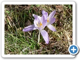 Elfen-Krokus, 09.03.2014