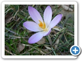 Elfen-Krokus, 09.03.2014