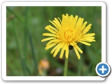 Gew&ouml;hnliches Ferkelkraut, 27.05.2021