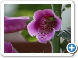 Roter Fingerhut, 28.05.2023