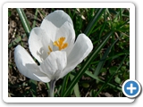 Frühlings-Krokus, 30.03.2017