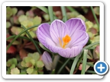 Frühlings-Krokus, 09.03.2023