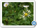 Gänseblümchen, 05.05.2010
