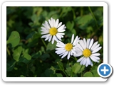 Gänseblümchen, 21.10.2012