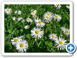 Gänseblümchen, 19.04.2015