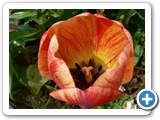 Garten-Tulpe, 05.05.2013