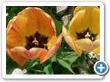 Garten-Tulpe, 05.05.2013