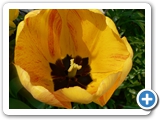 Garten-Tulpe, 05.05.2013