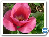 Garten-Tulpe, 05.05.2013