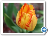 Garten-Tulpe, 10.05.2021