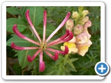 Wohlriechendes Geißblatt, 05.06.2018