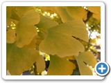 Gingko, 26.10.2018