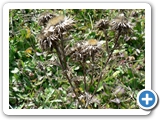 golddistel_1