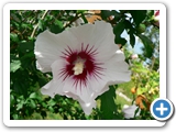 Hibiskus, 08.08.2012