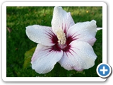 Hibiskus, 13.08.2013