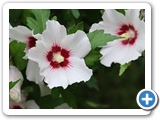 Hibiskus, 29.07.2022