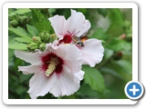Hibiskus, 29.07.2022