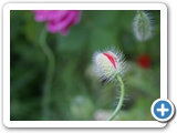 Klatschmohn, 02.07.2013