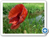 Klatschmohn, 07.06.2016