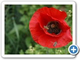 Klatschmohn, 05.06.2017