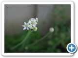 Knoblauch, 26.07.2013