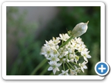 Knoblauch, 02.08.2013