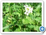 Knoblauchsrauke, 08.05.2016