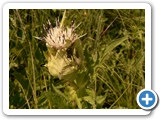 Kohldistel, 14.07.2019