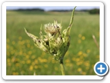 Kohldistel, 12.07.2021