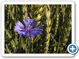 Kornblume, 27.06.2021