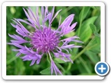 Kornblume, 26.09.2014