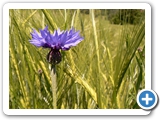 Kornblume, 02.06.2019