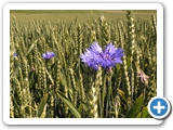 Kornblume, 27.06.2021