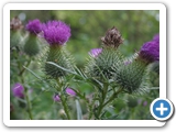 Gewöhnliche Kratzdistel, 31.07.2013